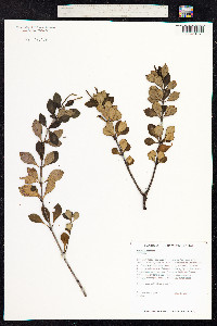 Peperomia cookiana image