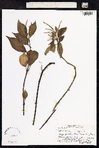 Image of Peperomia lilifolia
