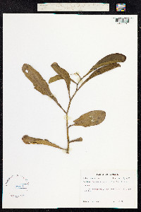 Image of Peperomia amplexicaulis