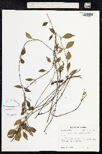 Image of Peperomia glabella