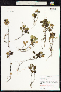 Image of Peperomia mariannensis