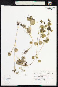 Image of Peperomia pellucida