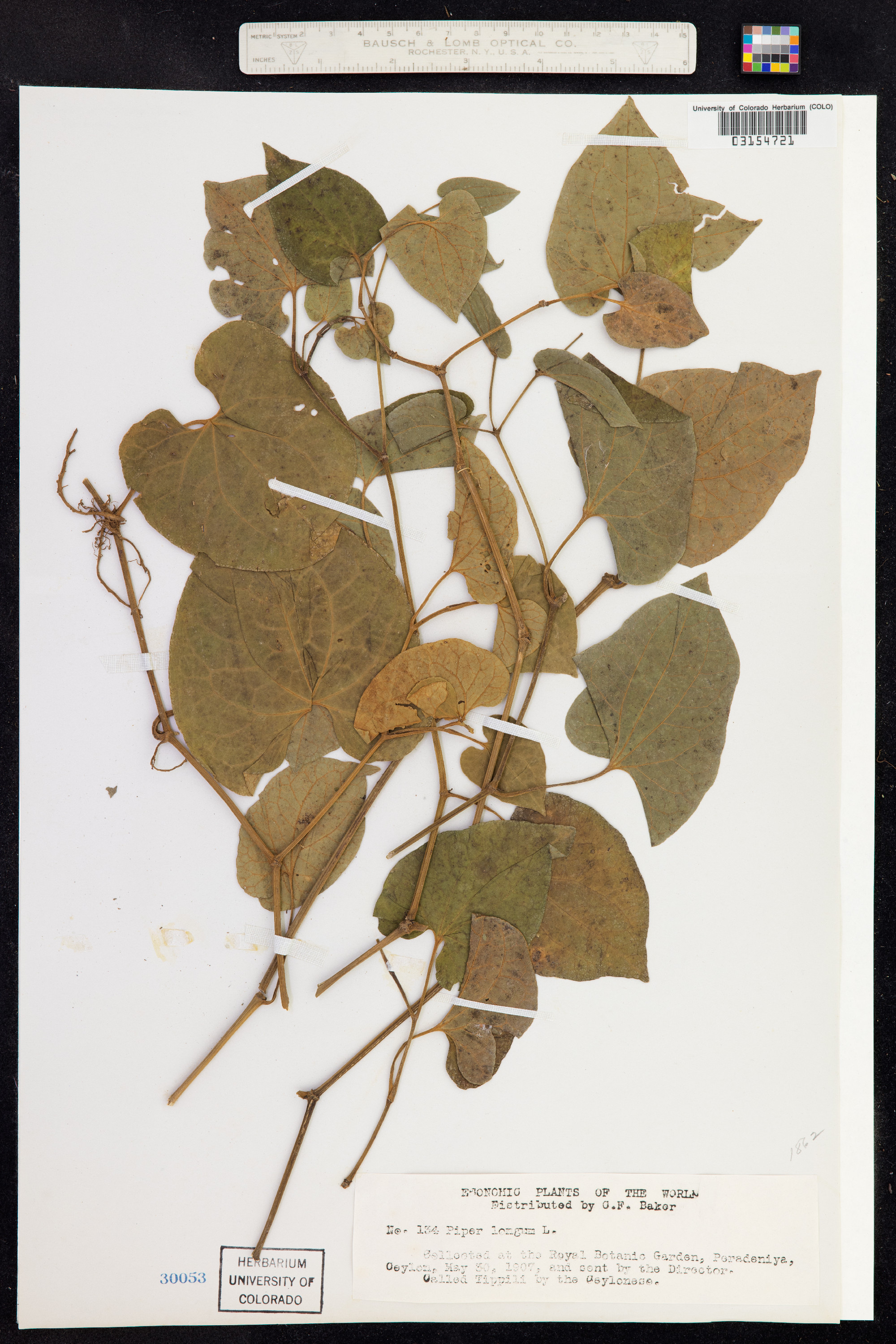 Piper longum image