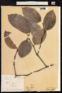 Piper nigrum image