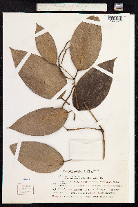Piper nigrum image