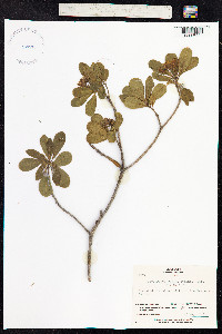 Pittosporum tobira image