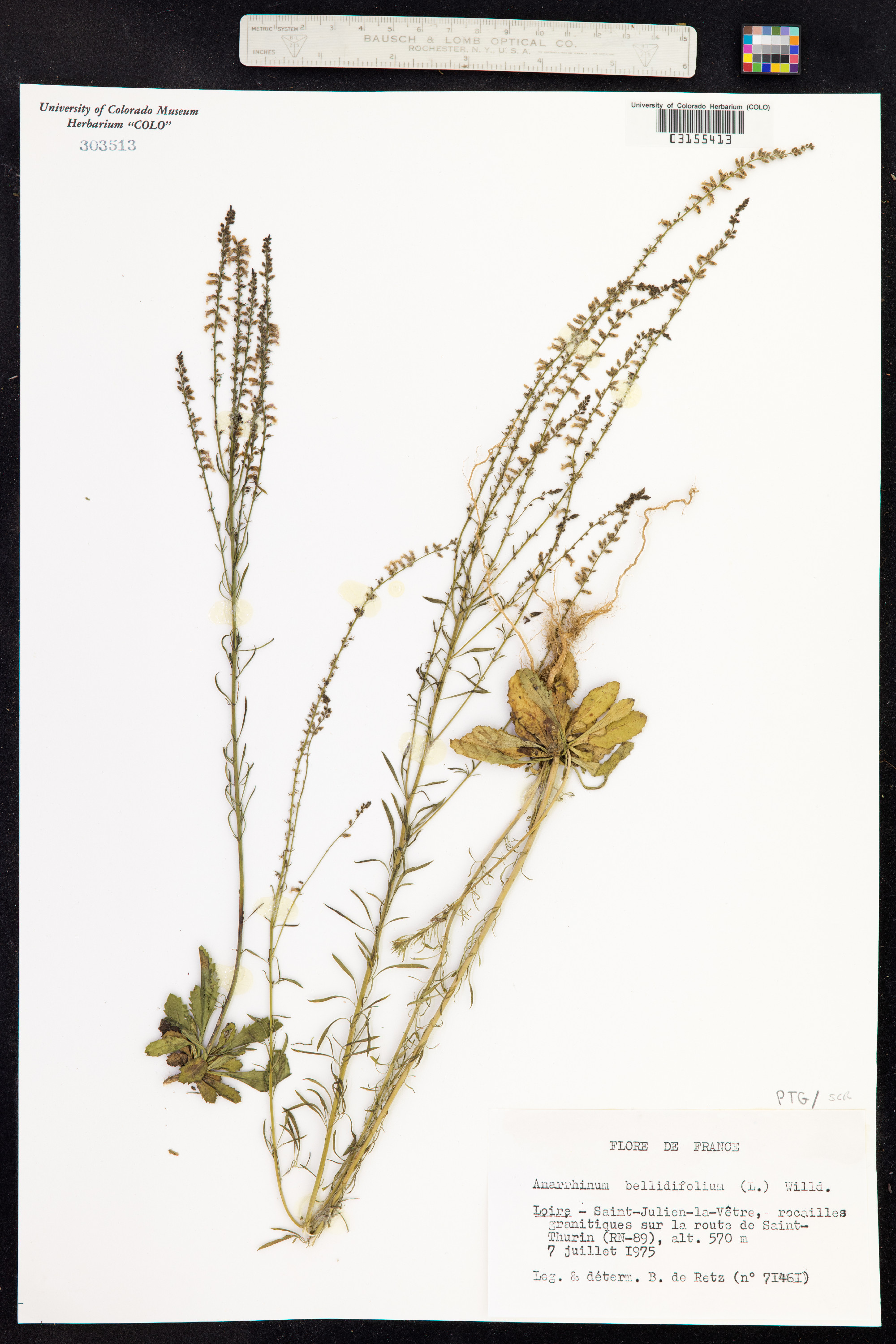 Antirrhinum bellidifolium image