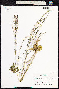 Image of Antirrhinum bellidifolium