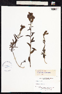 Image of Antirrhinum majus