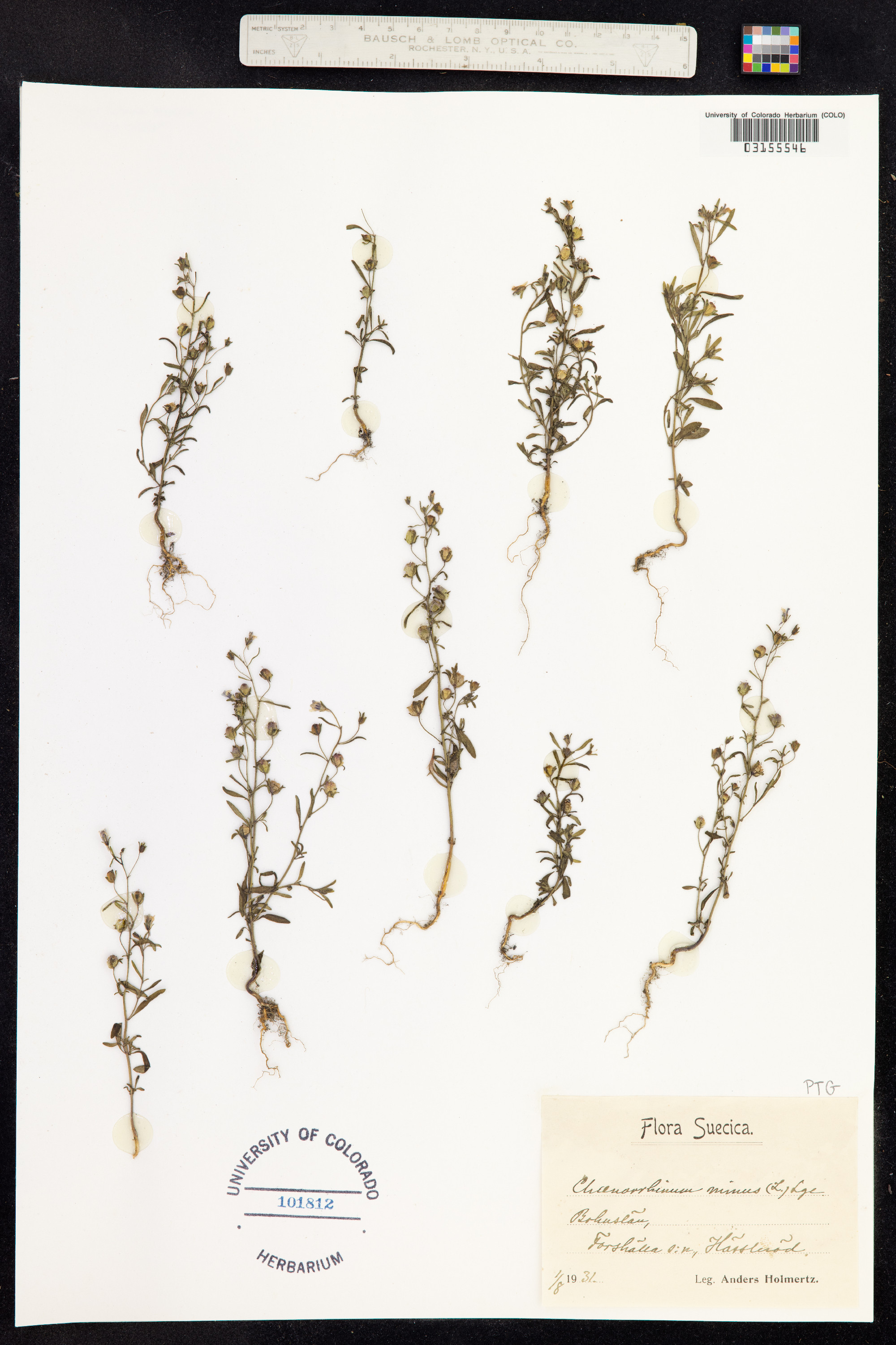 Chaenorhinum minus image