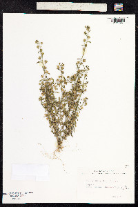 Chaenorhinum minus image