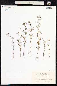 Chaenorhinum minus image