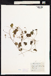 Cymbalaria muralis image
