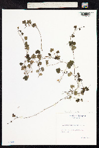 Cymbalaria muralis image