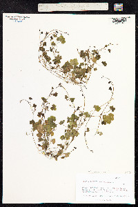 Cymbalaria muralis image