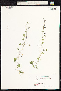 Cymbalaria muralis image