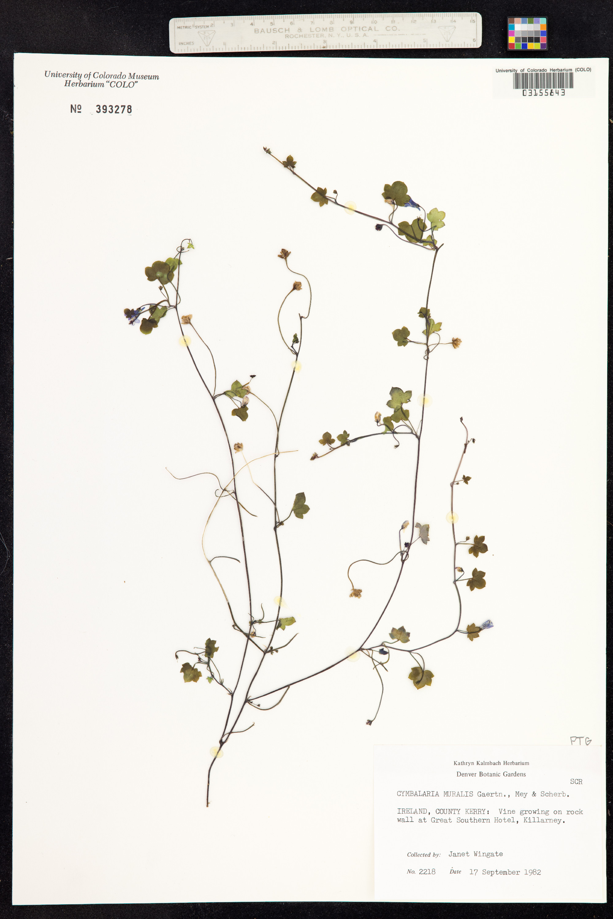 Cymbalaria muralis image