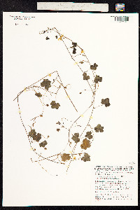 Cymbalaria muralis image