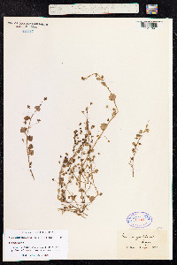 Cymbalaria muralis image
