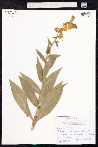 Digitalis grandiflora image