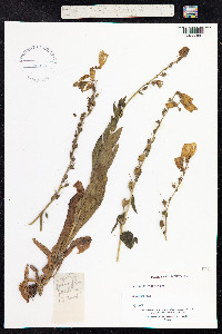 Digitalis grandiflora image