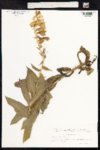 Digitalis grandiflora image