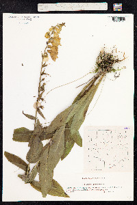 Digitalis grandiflora image
