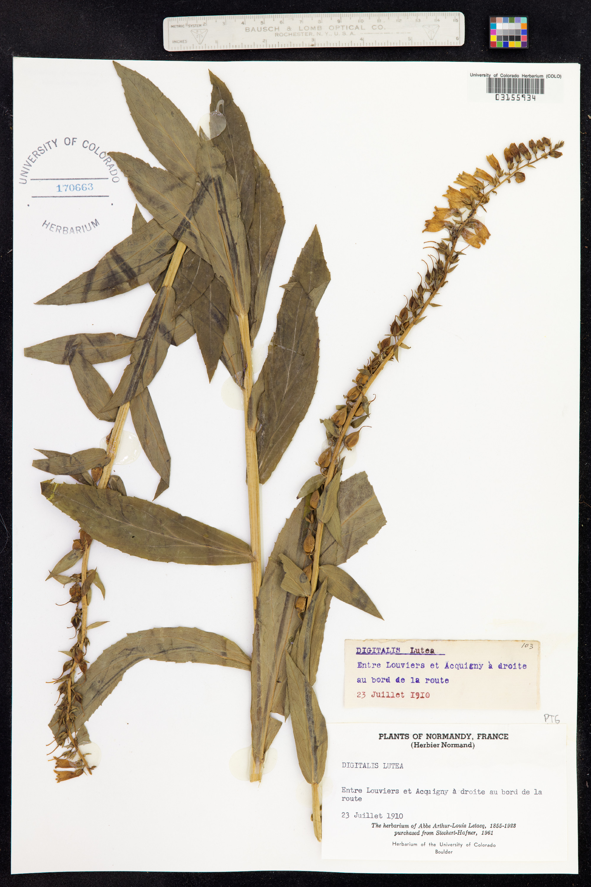 Digitalis lutea image