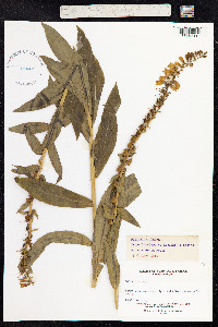 Digitalis lutea image