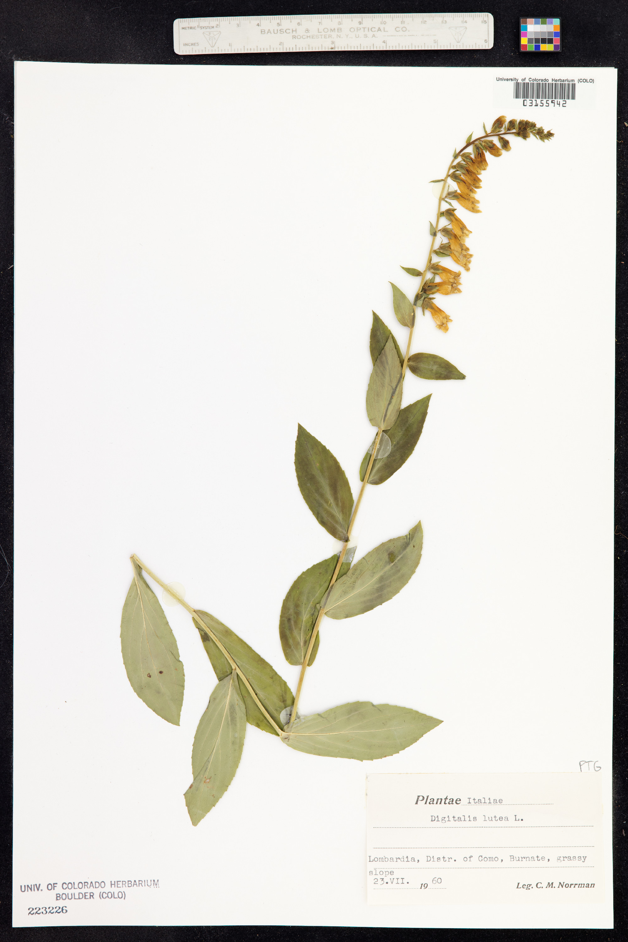 Digitalis lutea image