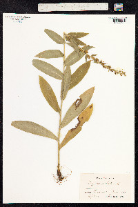 Digitalis lutea image