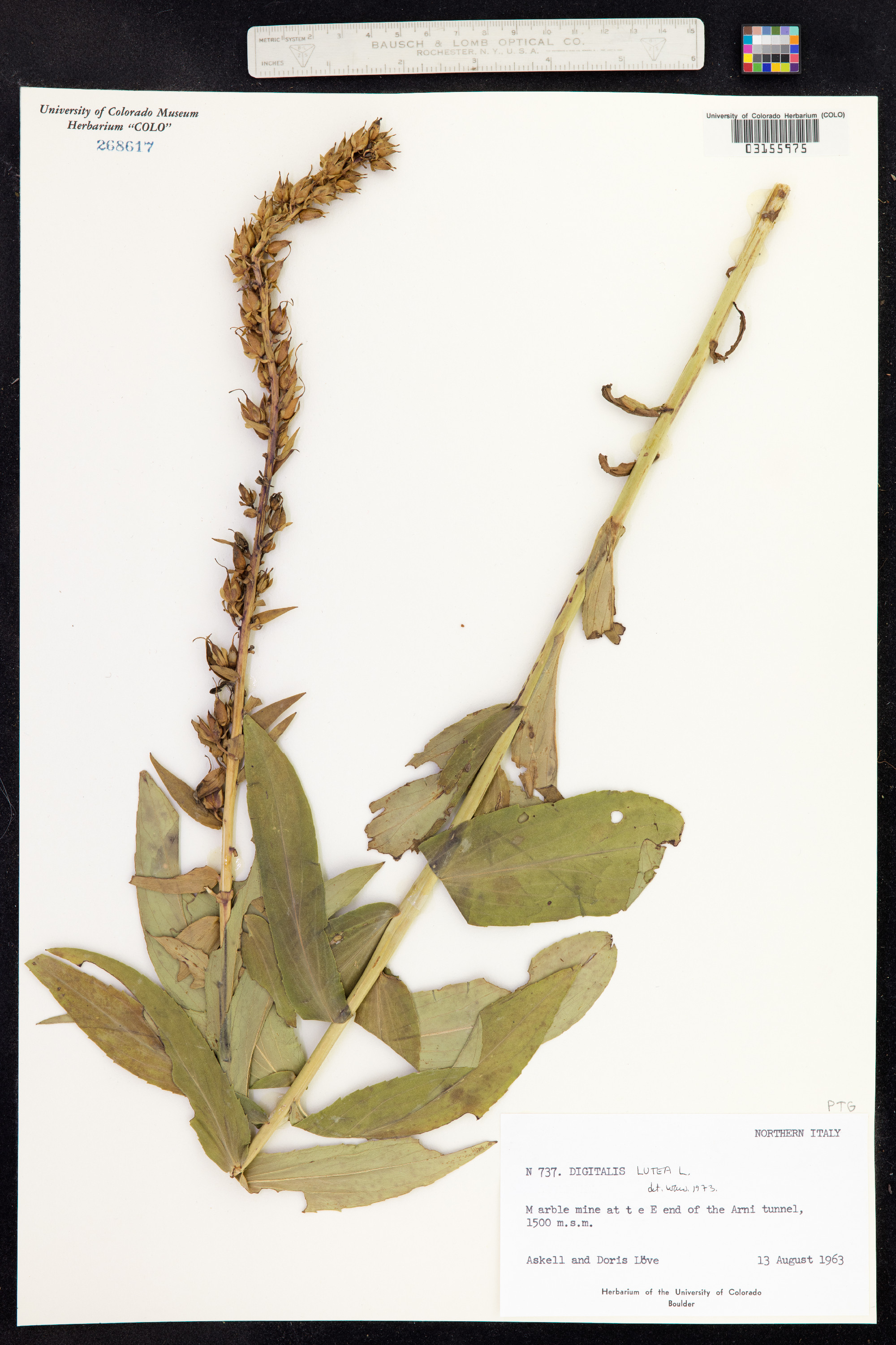 Digitalis lutea image