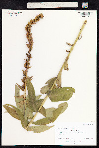 Digitalis lutea image