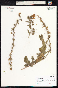 Digitalis purpurea image