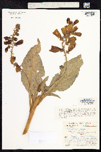 Digitalis purpurea image