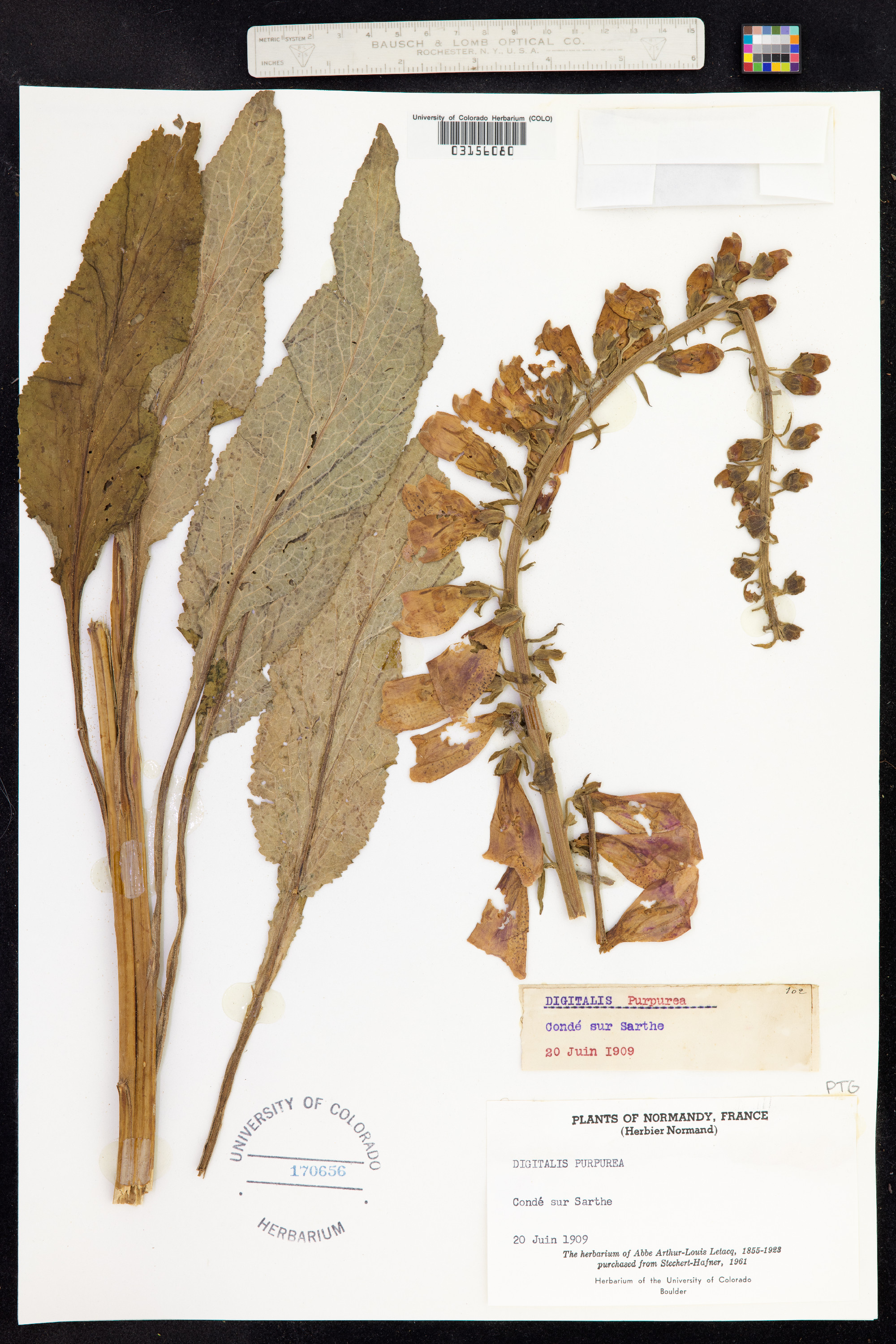 Digitalis purpurea image