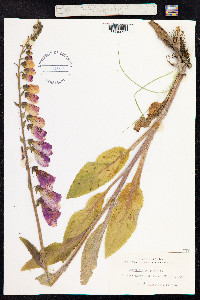 Digitalis purpurea image