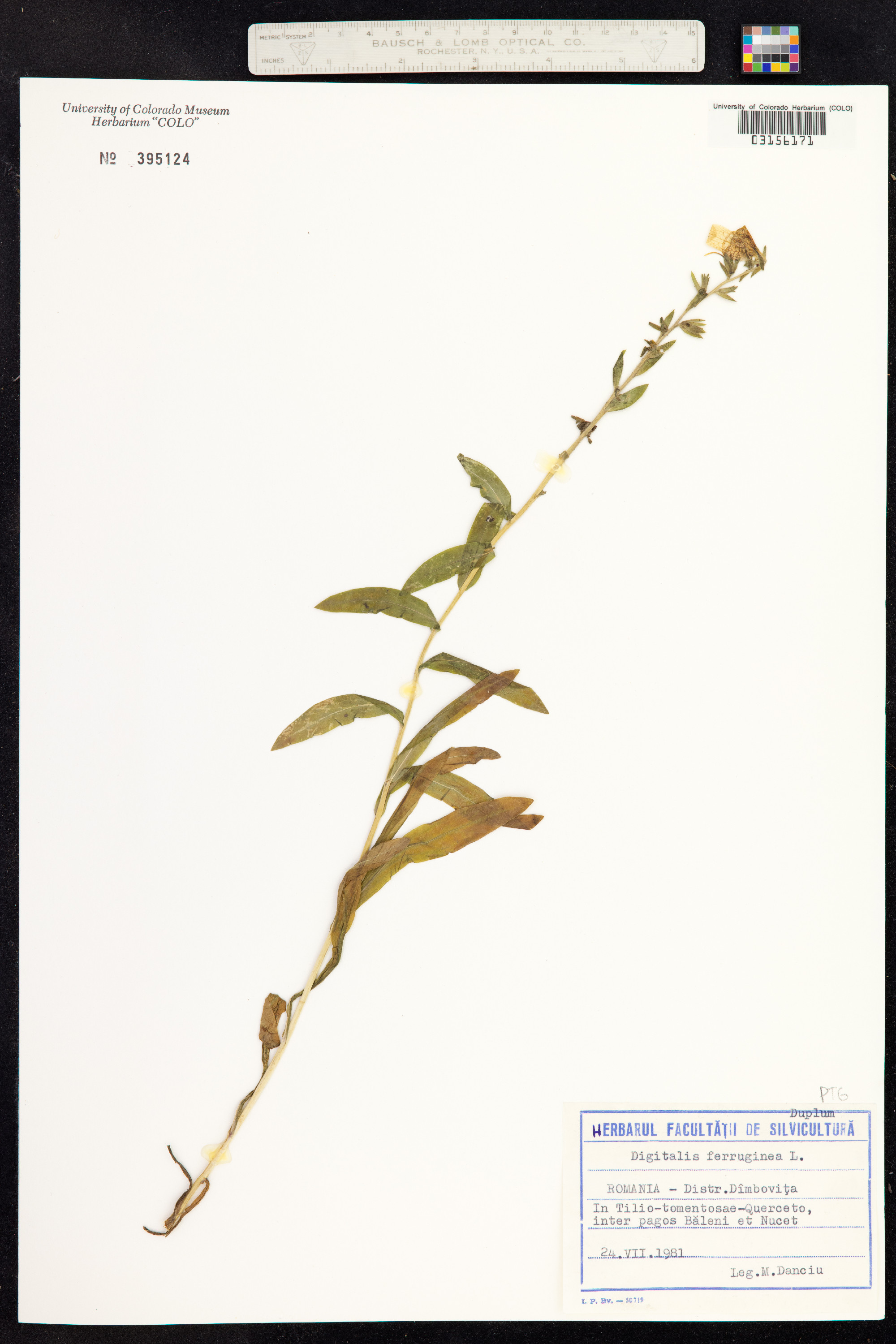 Digitalis ferruginea image