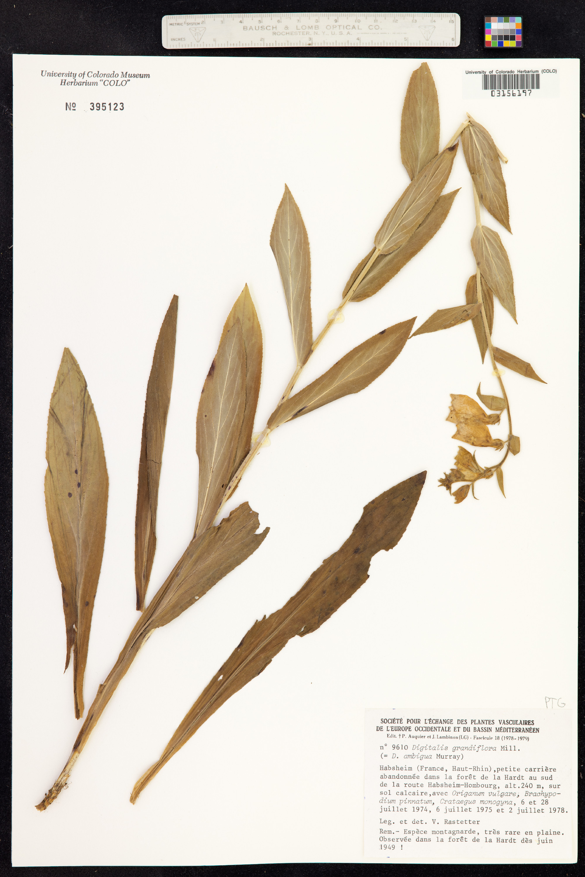 Digitalis grandiflora image