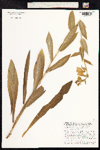 Digitalis grandiflora image