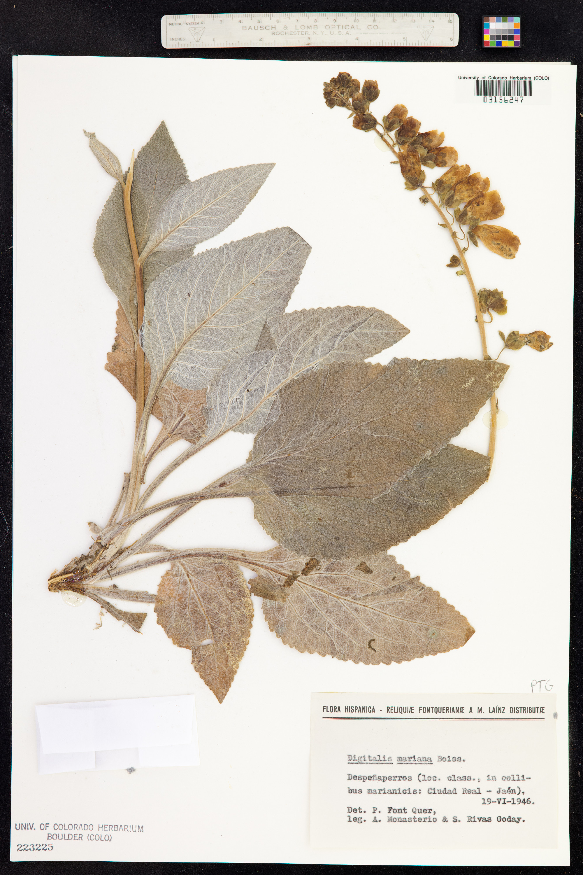 Digitalis mariana image