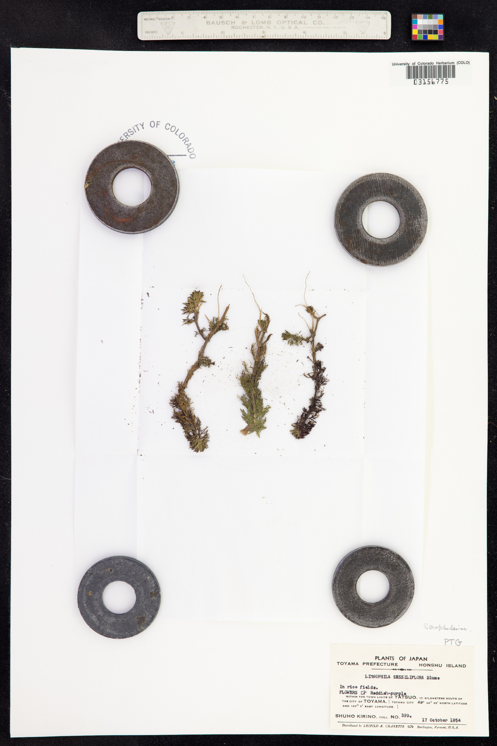 Limnophila sessiliflora image