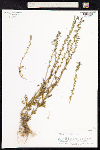 Nuttallanthus canadensis image