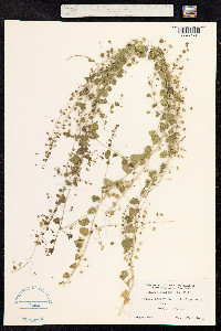 Kickxia elatine image