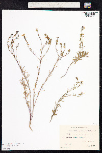 Linaria repens image