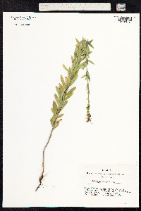 Linaria vulgaris image