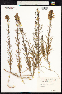 Linaria vulgaris image