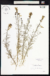 Linaria vulgaris image
