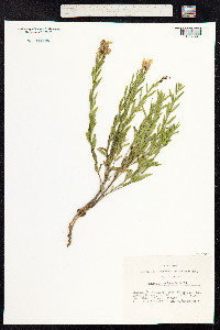 Linaria vulgaris image