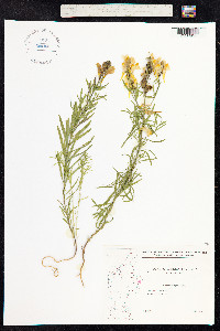 Linaria vulgaris image